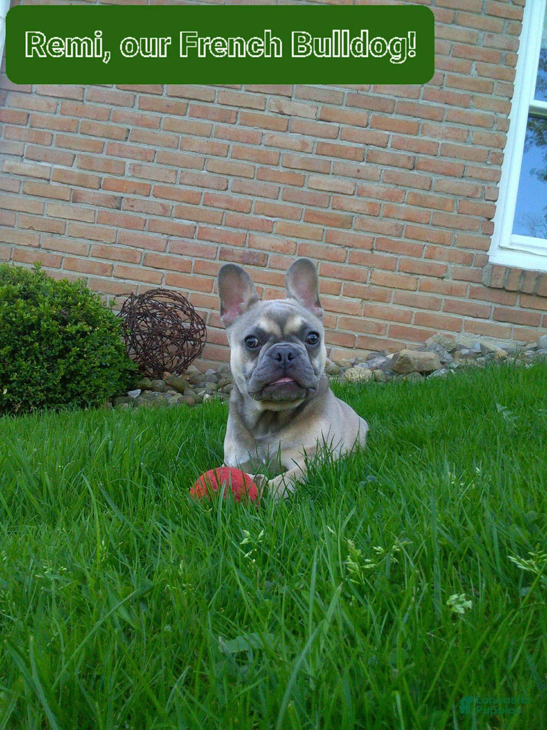 French Bulldog dogs for sale: Axel - Ad 8