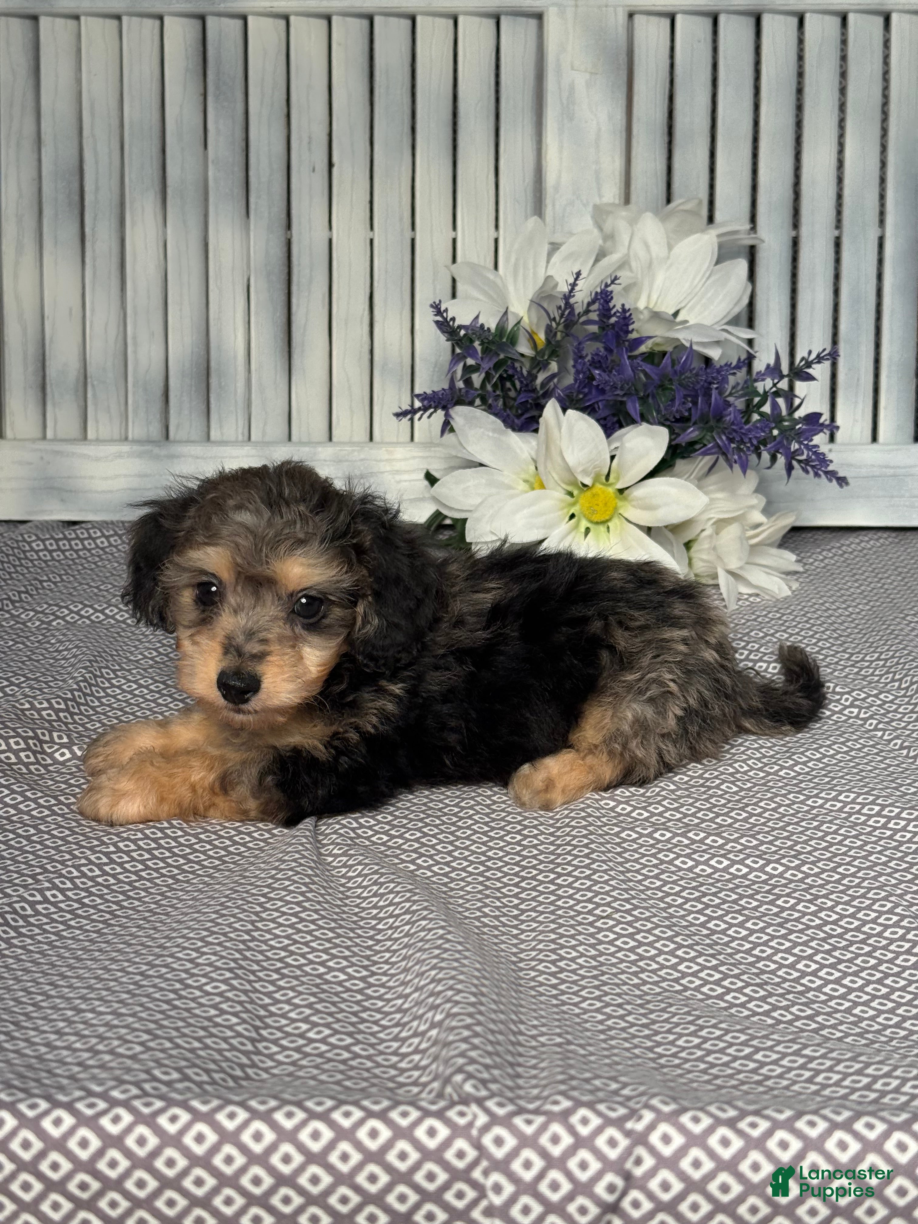 Mixed Breed dogs for sale: Cooper - Ad 4