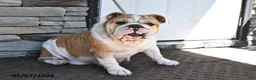 English Bulldog dogs for sale: Jasper - Ad 6