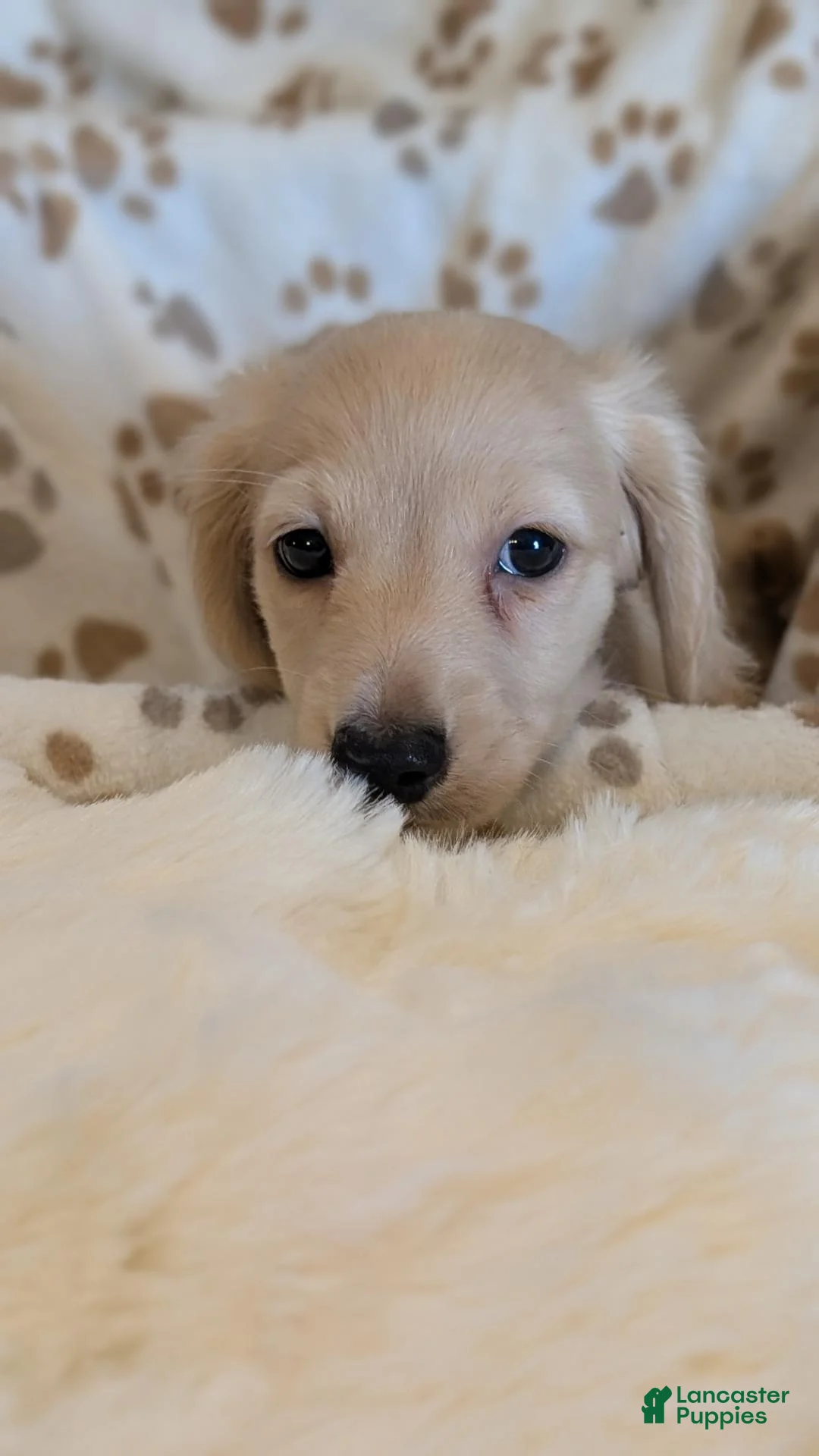 Miniature Dachshund dogs for sale: Boo - Ad 7