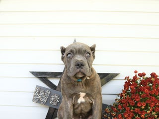 Cane Corso dogs - Ad 31