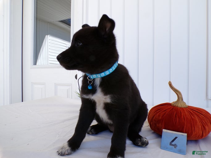 Gallery Image {{count}}