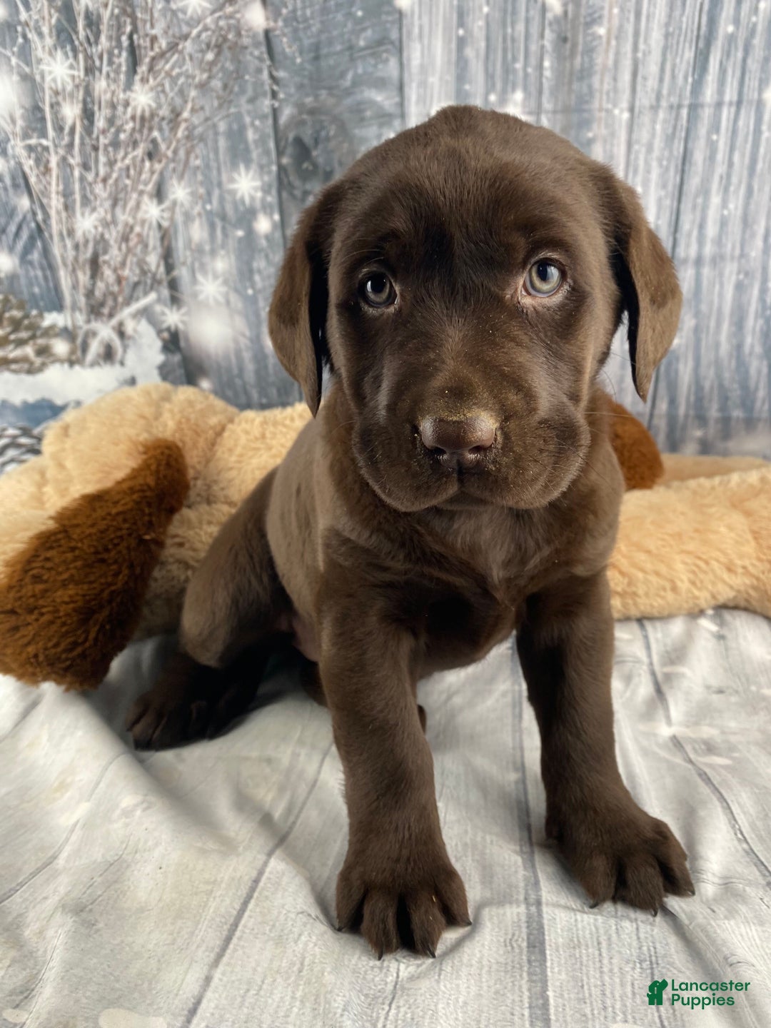 Labrador Retriever dogs for sale: Ava - Ad 17