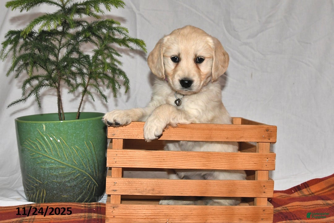 Golden Retriever dogs for sale: Lilac - Ad 2