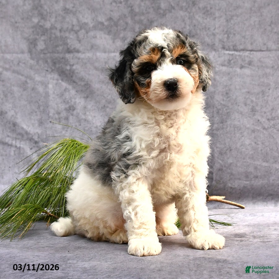 Bernedoodle dogs Beauty - Ad 2