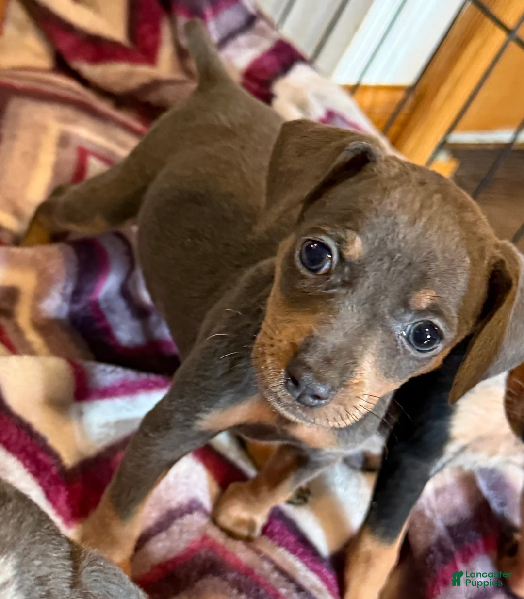 Miniature Pinscher dogs for sale: Miniature Pinscher Puppy 4 - Ad 1