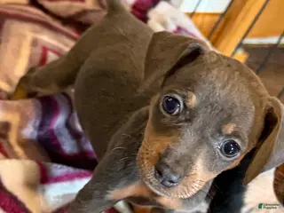 Miniature Pinscher dogs Miniature Pinscher Puppy 4 - Ad 21