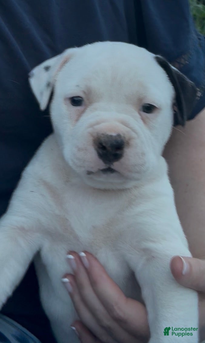 American Bulldog dogs for sale: Marley - Ad 1