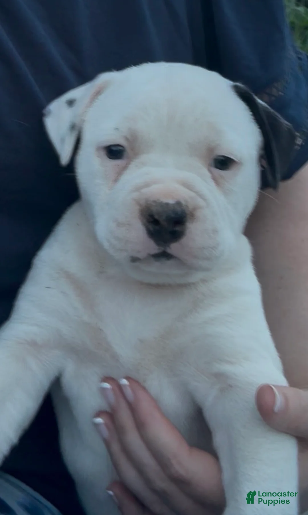 American Bulldog dogs for sale: Marley - Ad 1