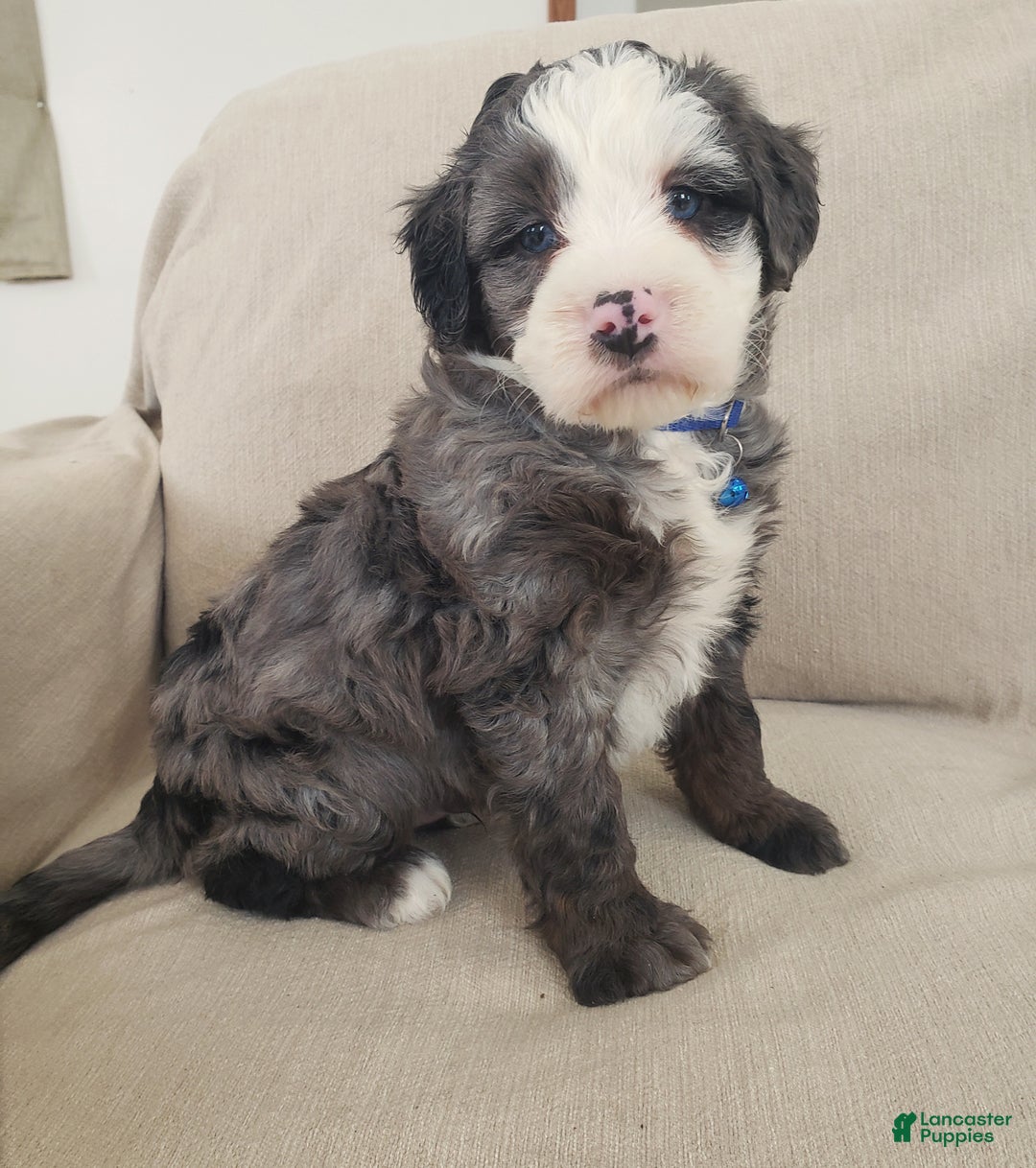 Mini Bernedoodle dogs for sale: Apollo - Ad 2