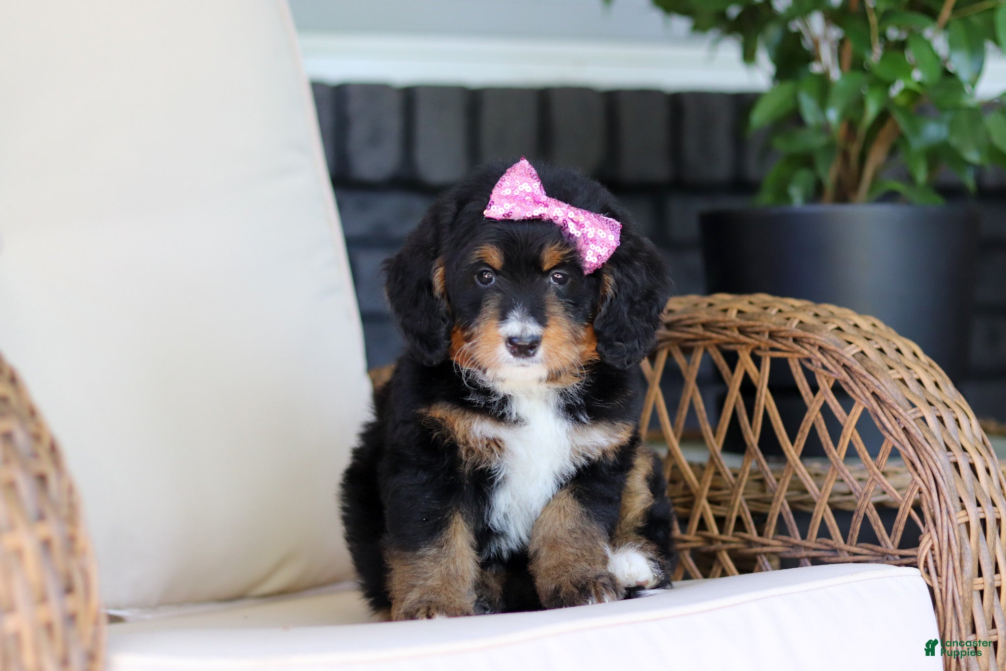 Mini Bernedoodle dogs Pearl - Ad 2