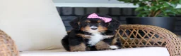 Mini Bernedoodle dogs for sale: Pearl - Ad 2