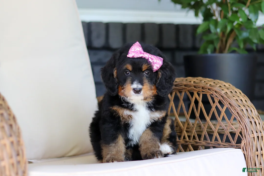 Mini Bernedoodle dogs for sale: Pearl - Ad 2