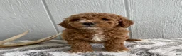 Mini Goldendoodle dogs for sale: Roxy - Ad 4
