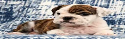 English Bulldog dogs for sale: Rambo - Ad 5