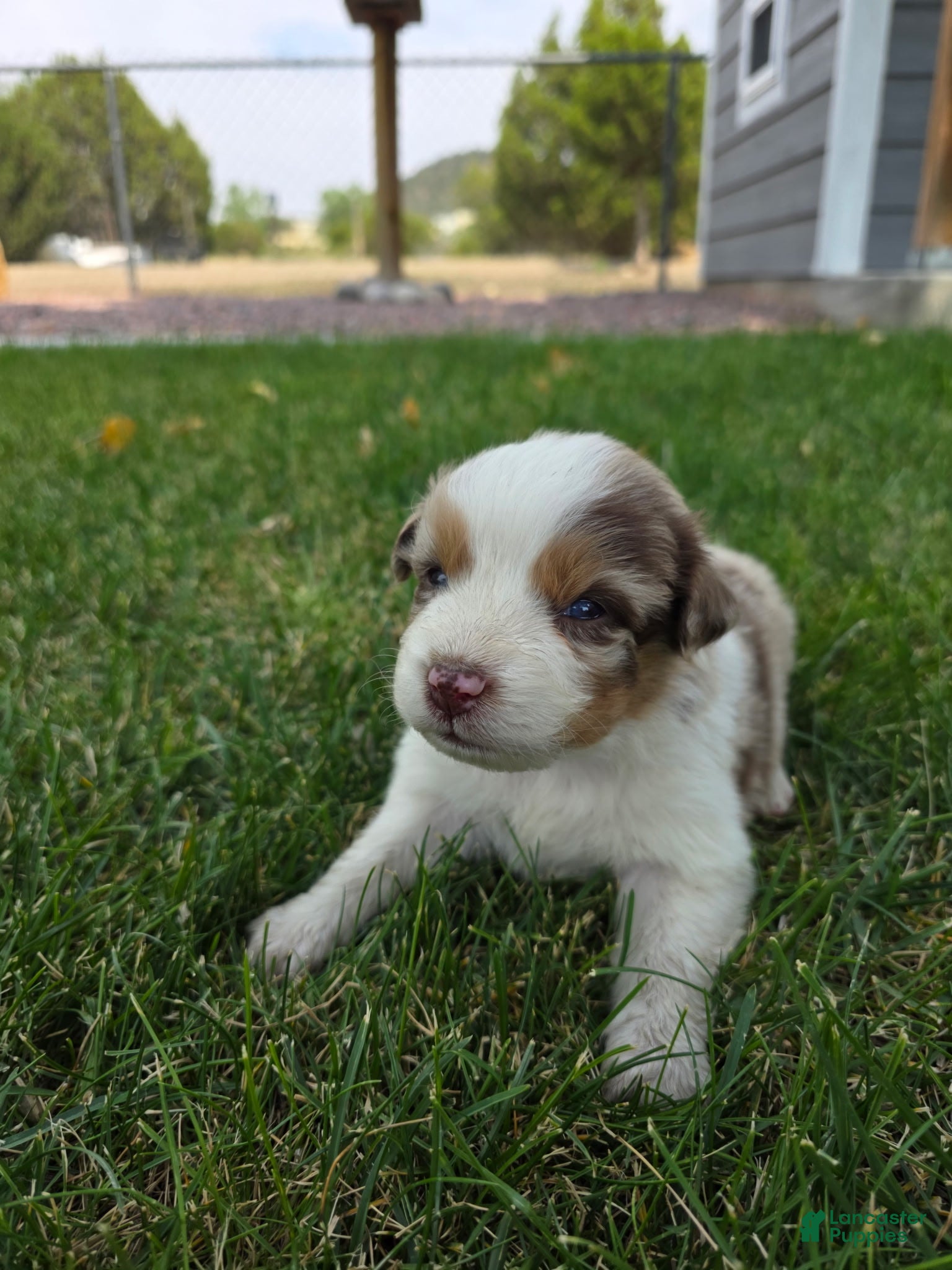 Australian Shepherd dogs Rango Red Merle - Ad 2