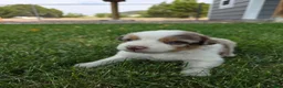 Australian Shepherd dogs for sale: Rango Red Merle - Ad 2