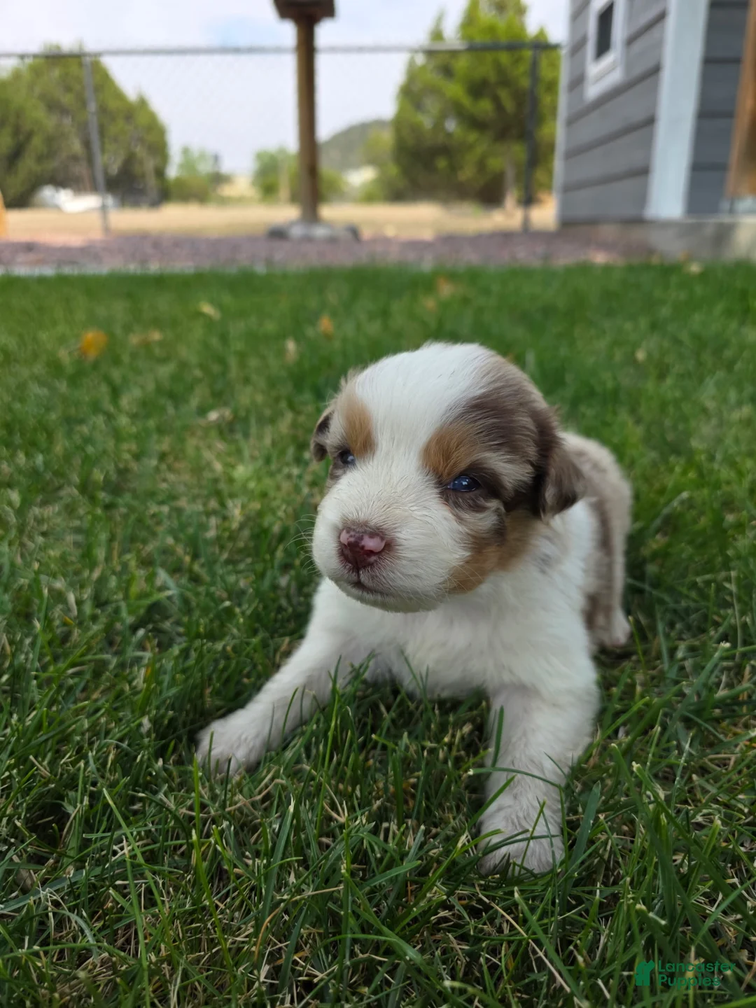 Australian Shepherd dogs for sale: Rango Red Merle - Ad 2