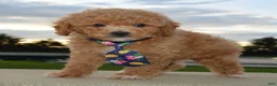 Cavapoo dogs for sale: Charlie - Ad 9