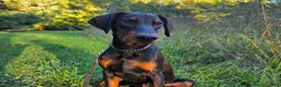 Doberman Pinscher dogs for sale: Malcolm - Ad 4