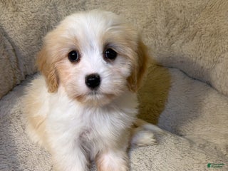 Maltipoo dogs - Ad 16