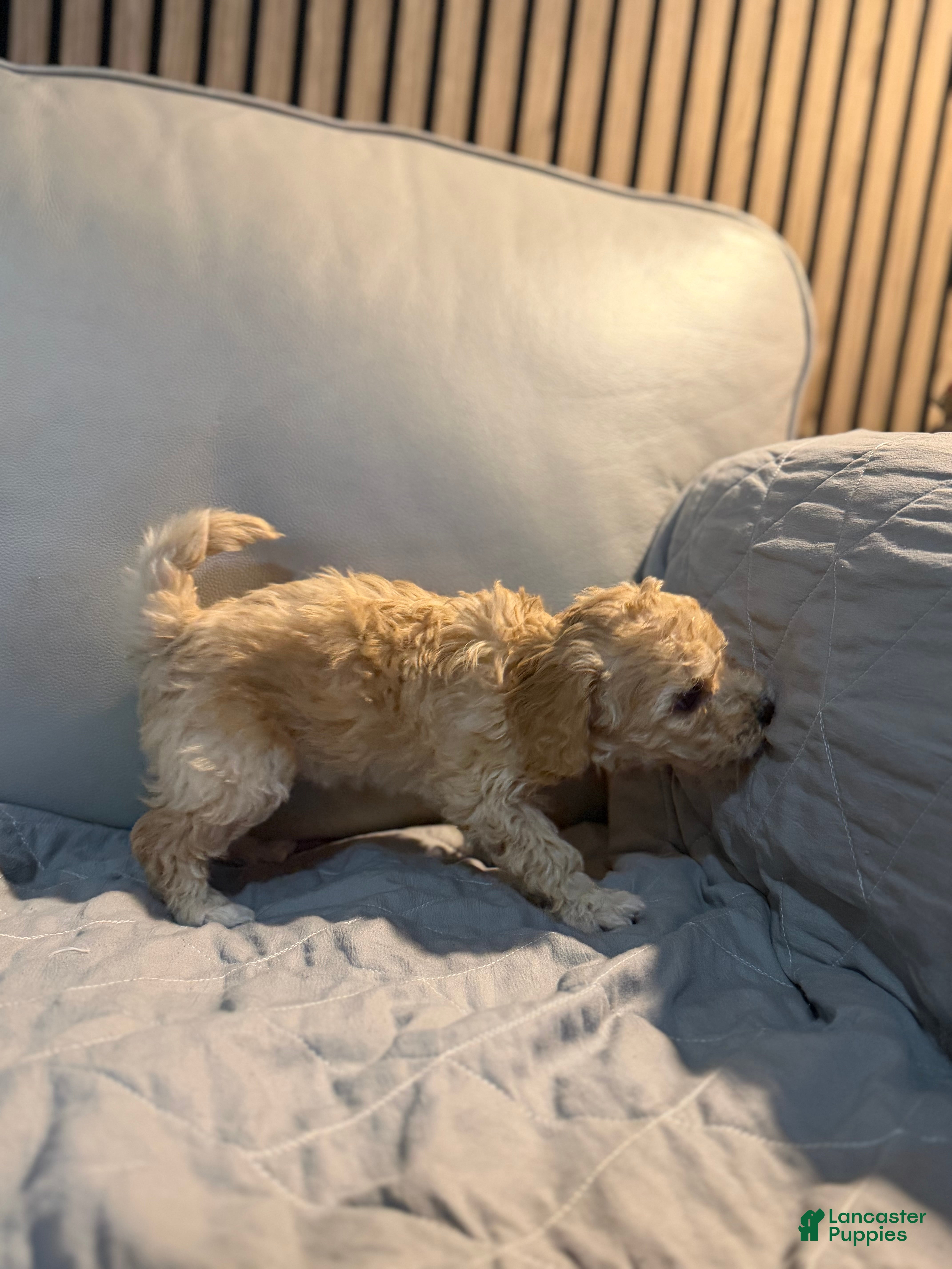 Bichpoo dogs Bichon frise Puppy 4 - Ad 16