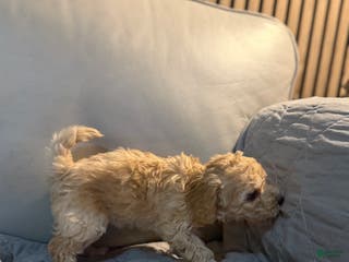 Bichpoo dogs Bichon frise Puppy 4 - Ad 2