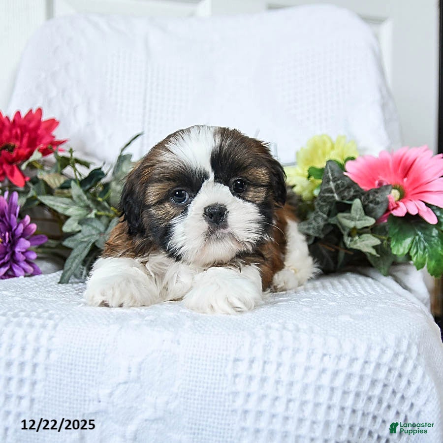Shih Tzu dogs Ferny - Ad 2