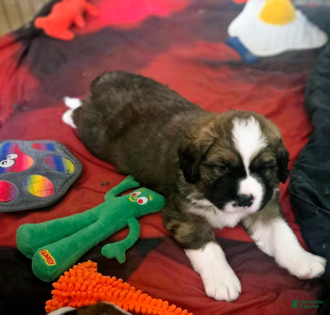 Mixed Breed dogs for sale: Zues - Ad 6