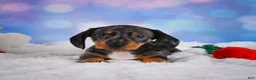 Miniature Dachshund dogs for sale: Clovas - Ad 4