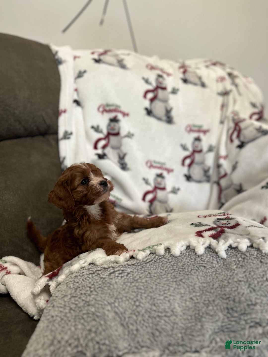 Cavapoo dogs for sale: Cavapoo Puppy 5 - Ad 3