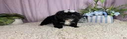 Shihpoo dogs for sale: Shihpoo 3 - Ad 2