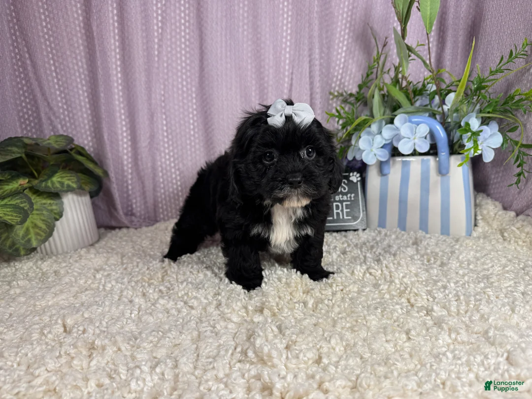 Shihpoo dogs for sale: Shihpoo 3 - Ad 2