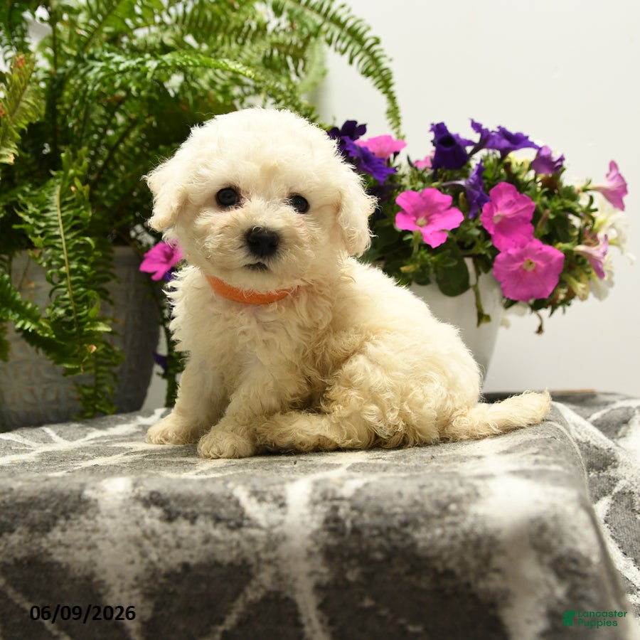 Bichon Frise dogs Beta - Ad 1