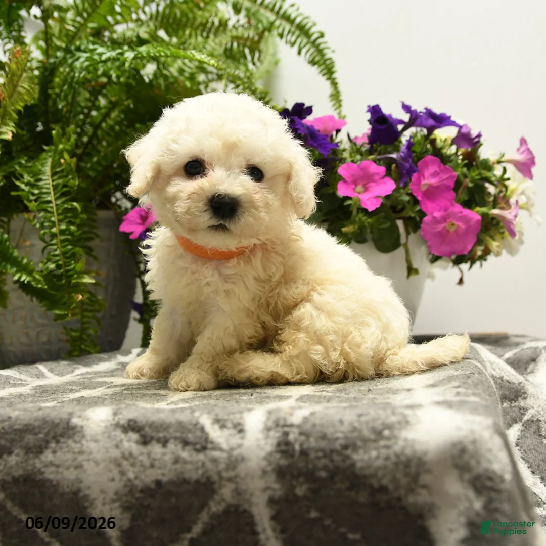 Bichon Frise dogs for sale: Beta - Ad 1