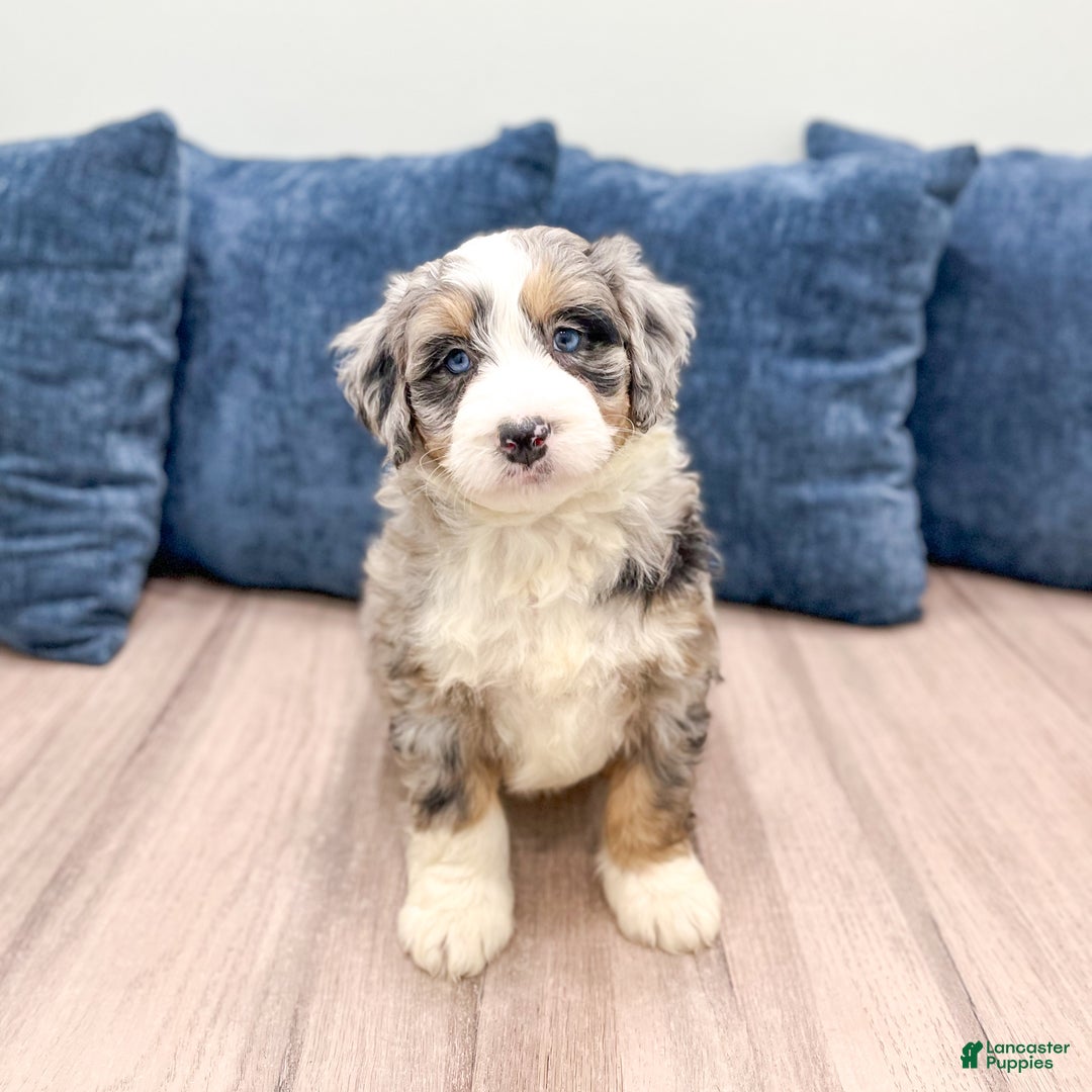 Mini Bernedoodle dogs for sale: Banjo - Ad 1