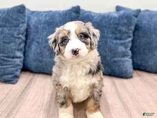 Mini Bernedoodle dogs Banjo - Ad 36