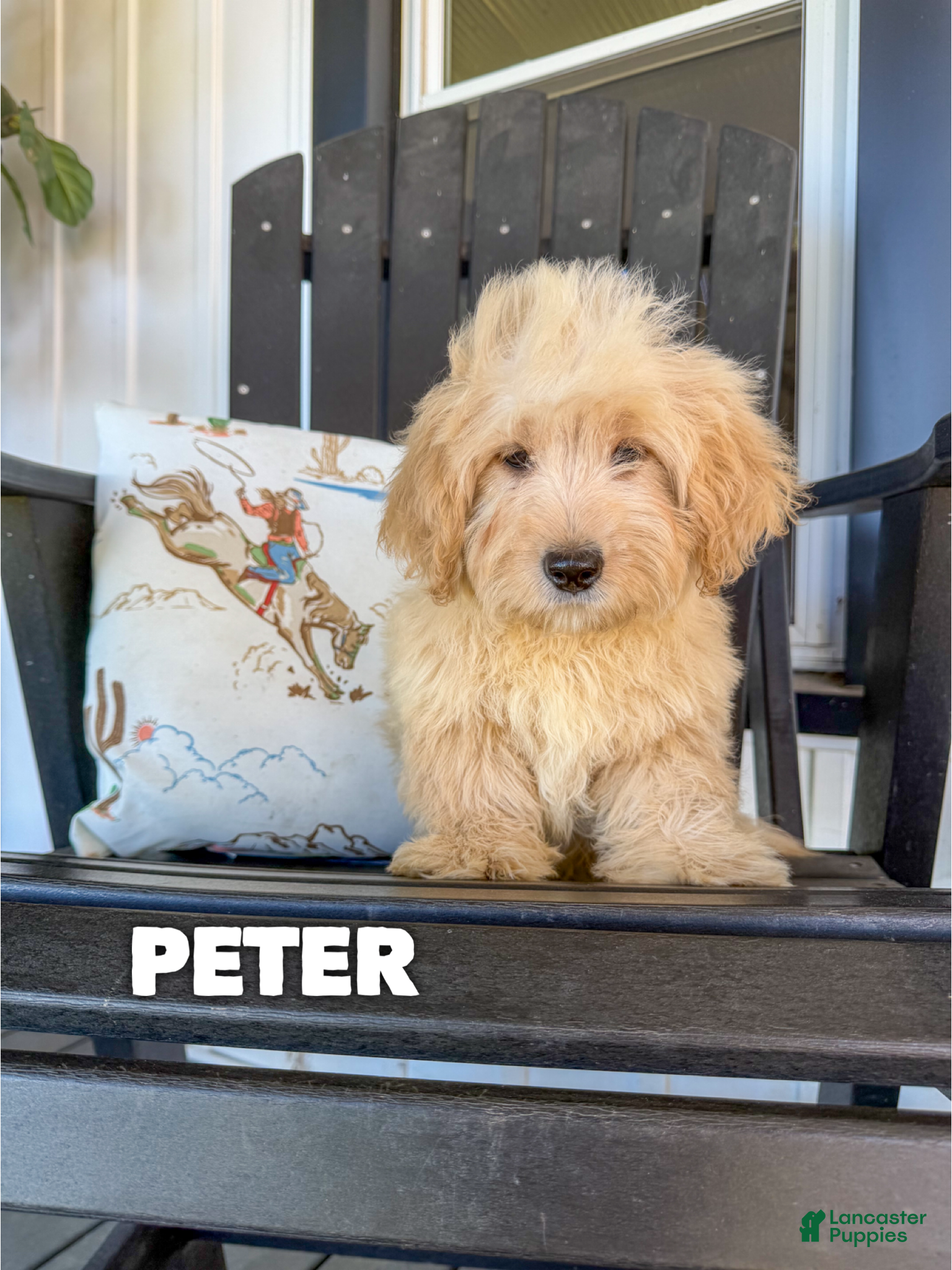 Mini Goldendoodle dogs Peter - Micro Mini F1b  - Ad 22