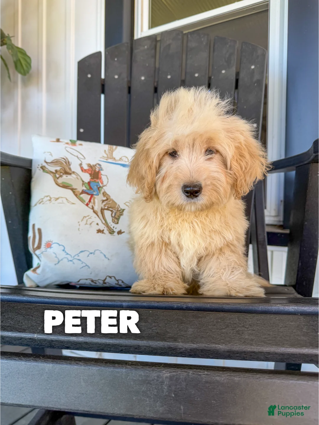 Mini Goldendoodle dogs for sale: Peter - Micro Mini F1b  - Ad 1