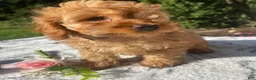 Cockapoo dogs for sale: Queen - Ad 3
