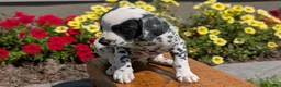 Dalmatian dogs for sale: Willow  - Ad 6