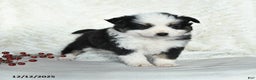 Australian Shepherd dogs for sale: Nicholas - Ad 3