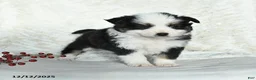 Miniature Australian Shepherd dogs for sale: Nicholas - Ad 4