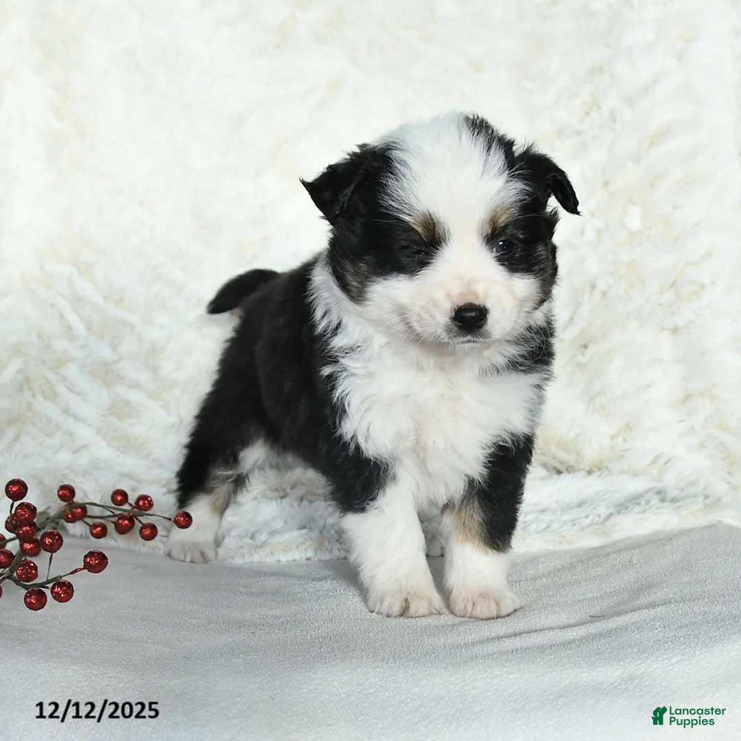 Miniature Australian Shepherd dogs for sale: Nicholas - Ad 4