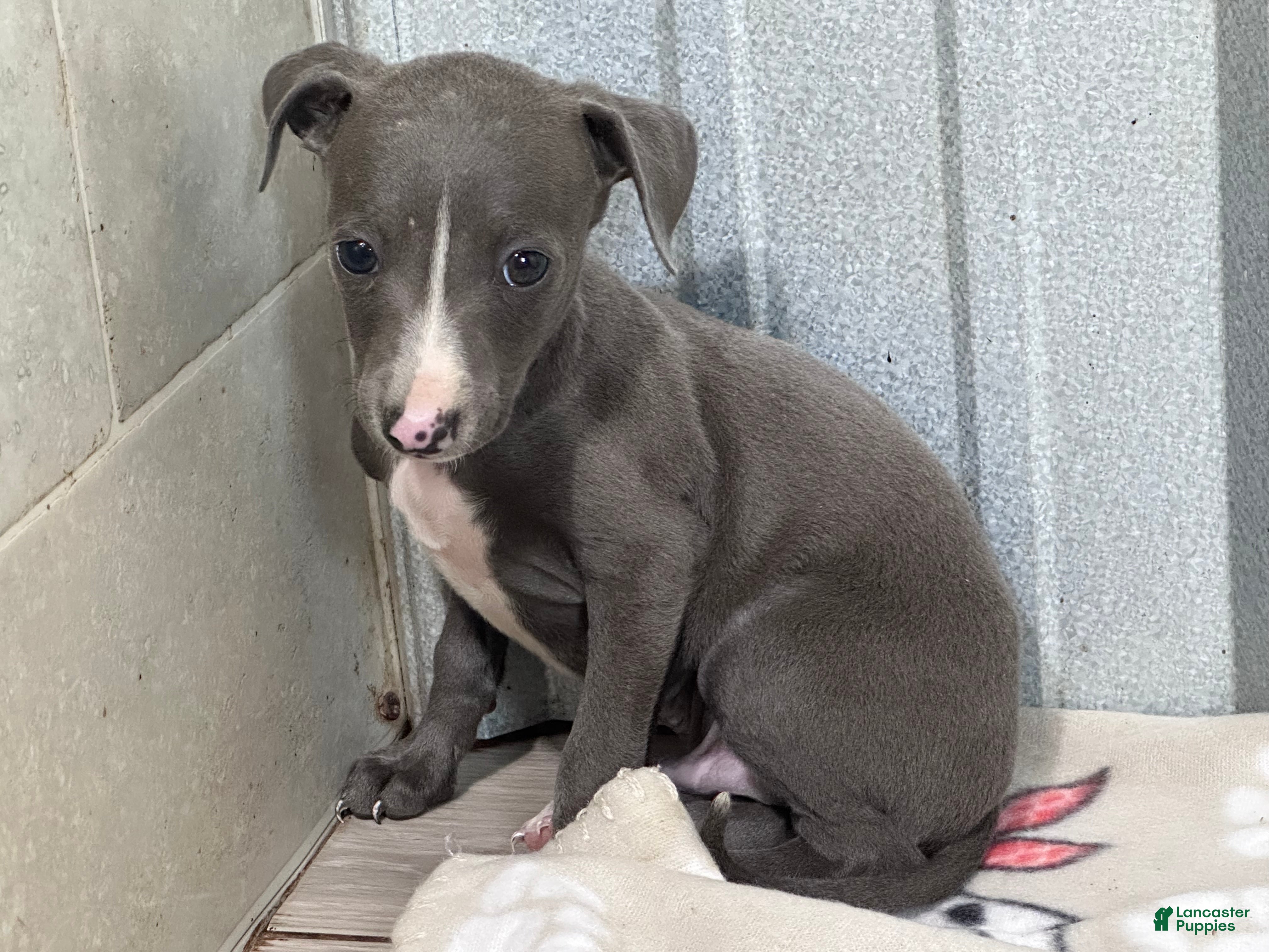 Italian Greyhound dogs Andy - Ad 1