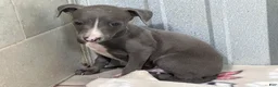 Italian Greyhound dogs for sale: Andy - Ad 1
