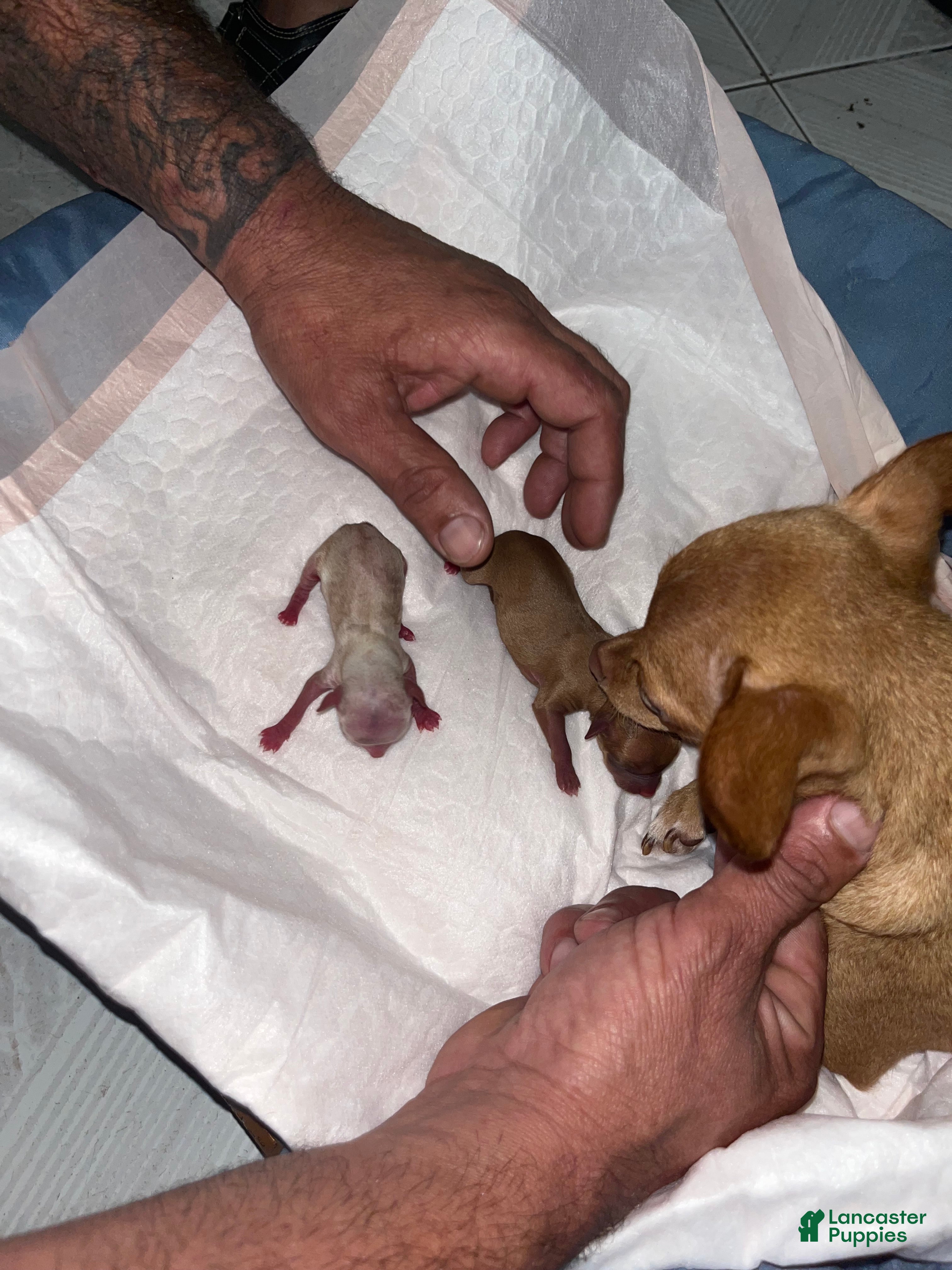 Chihuahua dogs Chihuahua Puppy 1 - Ad 19