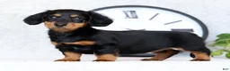 Miniature Dachshund dogs for sale: Willow - Ad 4