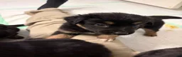 German Shepherd dogs for sale:  Puppy 7 - Ad 1