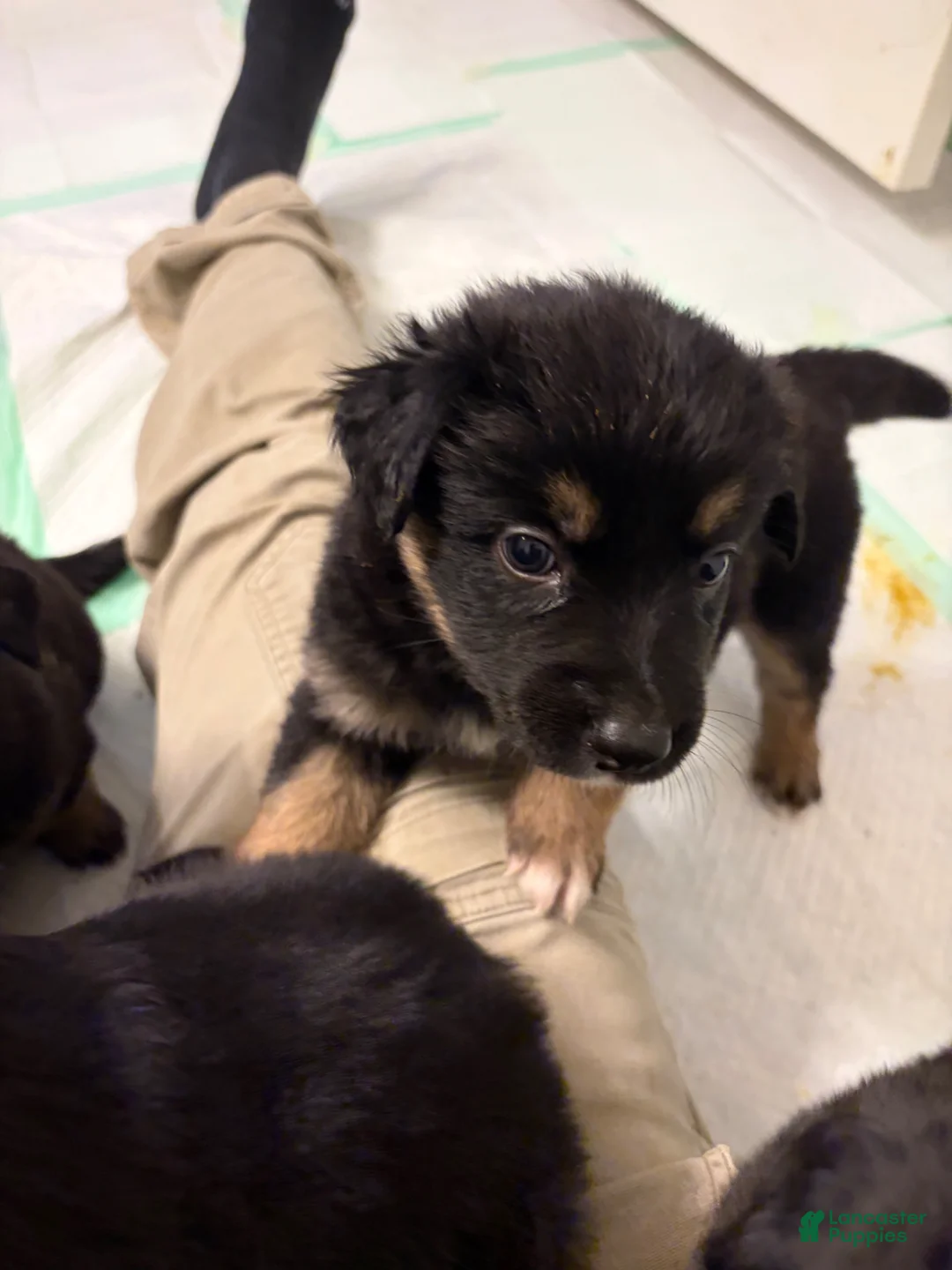 German Shepherd dogs for sale:  Puppy 7 - Ad 1